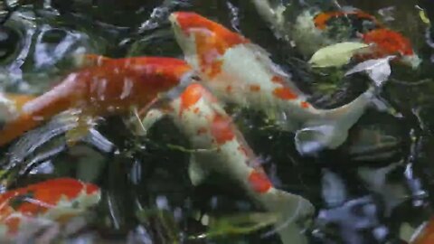 Top view Fancy carps in an outdoor pond. Fancy carps waiting for food, swimming on the surface water