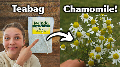 How To Grow Chamomile From A Teabag! - Easy and Cheap