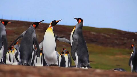 "Penguins The Fascinating Flightless Birds of the Southern Hemisphere"