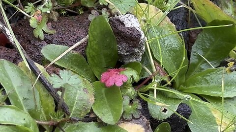 Red Clovers? (FOUR LEAF CLOVER HUNTING PART 2)