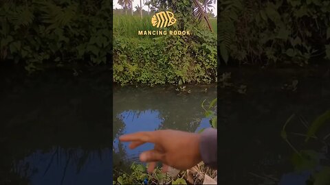 LANGSUNG POIN !! Mancing di spot ini jadi betah umpan racikan pasti di sambar ikan babon monster