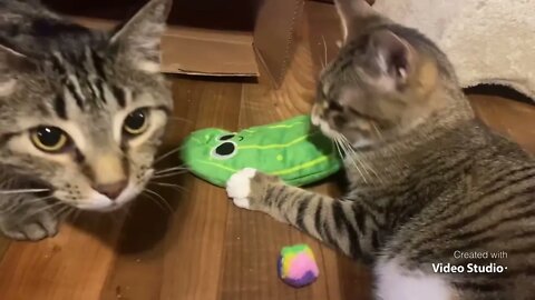 Cats VS Pickle 2