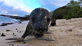 Baby sea lion pups curiously investigate a camera on the beach in the Galapagos Islands