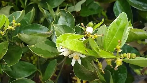 frutífera produzindo em vaso laranja melancia limão siciliano cajá cabeludinha pitanga preta goiabas