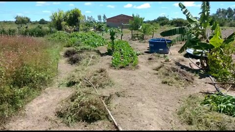 Limpando hortaliças e os pés de frutas #Nordeste