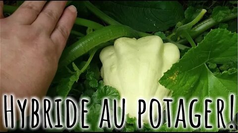 On découvre une NOUVELLE variété de COURGETTE au POTAGER! #281