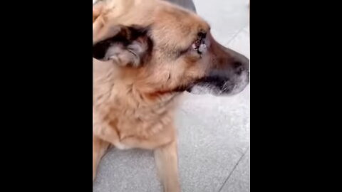 Former Police Dog Cries After Reuniting With Handler She Hasn't Seen For Years