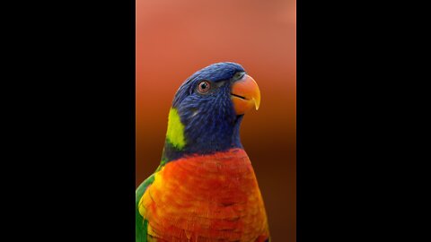 Watch the beautiful parrot quality 4k