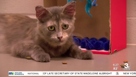 Adoption Option's first feline: Meet Reiver at Midlands Humane Society