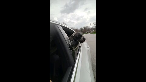 Dagr The Schnauzer - first nose out the car window