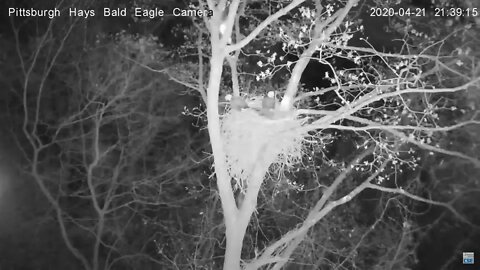 Hays Eagles nest Raccoon visit full video 42120