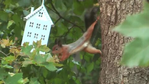 I BROKE the LAW I SAVED a SQUIRREL