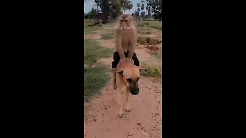 money playing with dog 🐶funny video