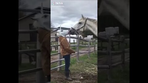 Funny horse reaction to a woman wearing horse mask #shorts