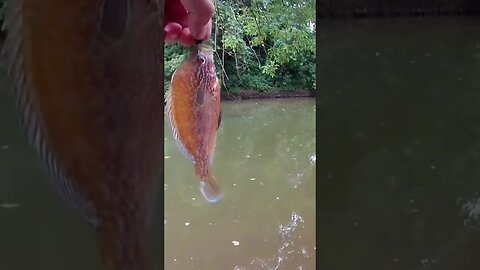 Amazing beautiful long ear sunfish 🎣🐠🐟catch and release #615fishing #freshwaterfish #gamefish