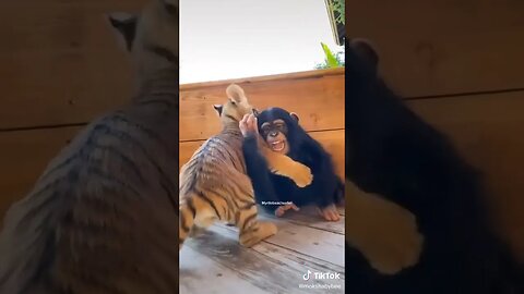 Really Funny Cute Baby Monkey Tiger Duck Kitten