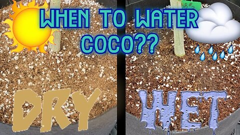 How to Water Coco Coir, When to Water - Small & Large Pots