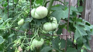 Mortgage Lifter Tomato Plants Have Tons Of Tomatoes and Blooms