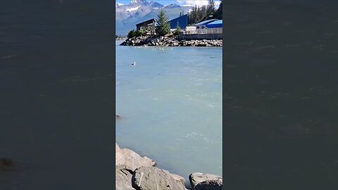 Sea Lions ALASKA