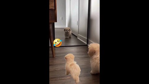 funny puppy mirror reaction 😂