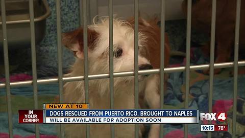 Rescue pups headed to Southwest Florida