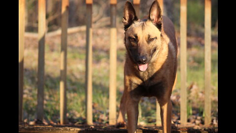 You have to slow down a Malinois dog so he can think.