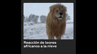 Captan a leones africanos paseando por paisaje nevado