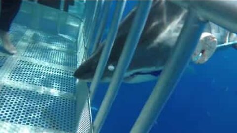 Shark violently charges divers' cage