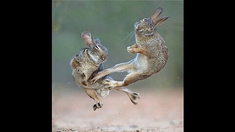 Oh No! Bunnies fight Tai-Chi 🐇😢😢