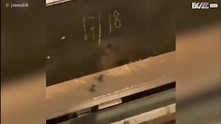 Une souris persévérante dans le métro de New York