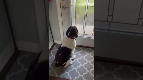 Springer Spaniel Puppy Misses His Sister and Mommy - Sits By The Door The Whole Time