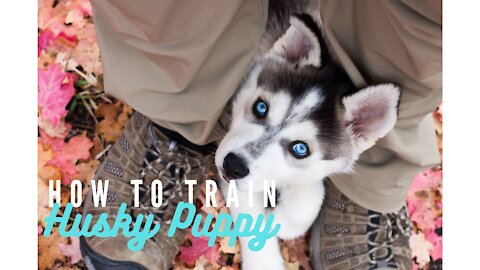 HOW TO TRAIN YOUR HUSKY PUPPY