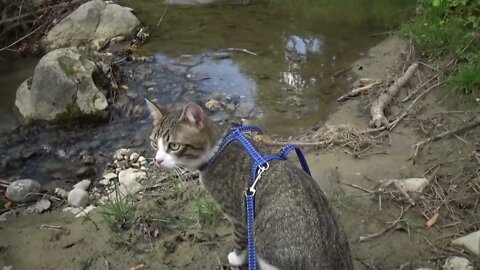 Kitten Rudolph Sees a Stream for the First Time