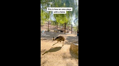 This is how an emu plays with a llama