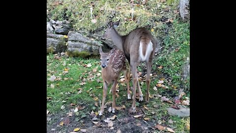 Fawn and mother deer have different ideas about what to snack on.