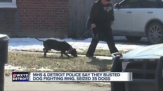 Michigan Humane Society and Detroit police bust dog fighting raid