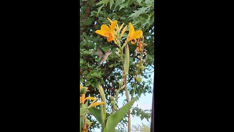 BEAUTIFUL HUMMINGBIRDS From Petunia