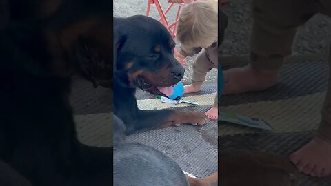 Baby Tries To Take Rottweiler Toy Away