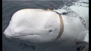 THE RUSSIAN SPY BELUGA WHALE WAS NOT SHOT DEAD ACCORDING TO AUTOPSY