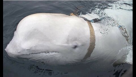 THE RUSSIAN SPY BELUGA WHALE WAS NOT SHOT DEAD ACCORDING TO AUTOPSY