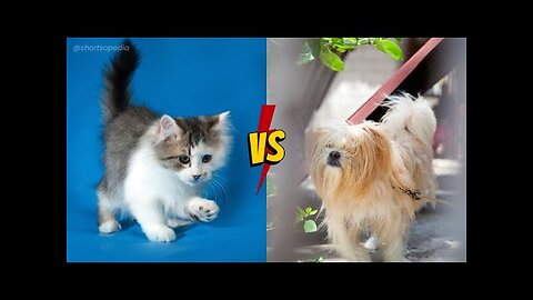 animals funny clip dog vs cat