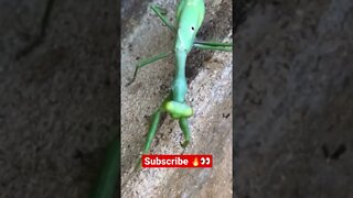 Dancing MANTIS! 🔥 #shorts #nature #viral #trending