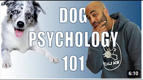 Dog Psychology 101