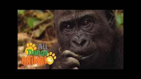 * GORILLA * | Animals For Kids