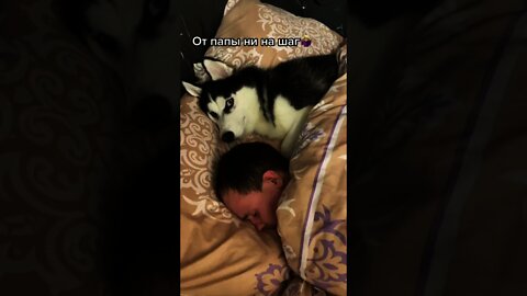 #shorts Смешные Собаки Из Тик Тока 178 Funny Dogs From Tiktok