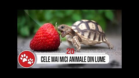 TOP 20 CELE MAI MICI ANIMALE DIN LUME