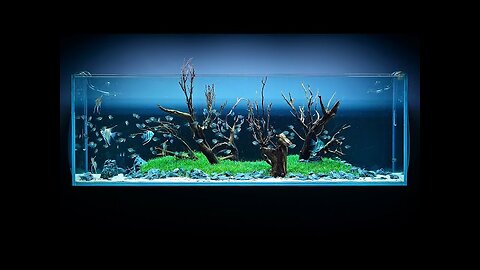 650 LITER ANGELFISH AQUASCAPE