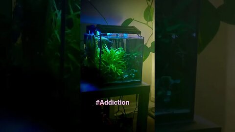 #aquascape #planted #plantedtank #nature #relaxing #anubias