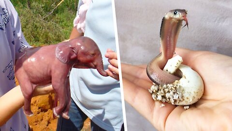 You Have Never Seen These Animals Looking Like Newborns