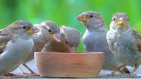 Just Another Day at the Feeding Bowl of Chirping House Sparrows